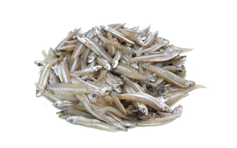 anchovy