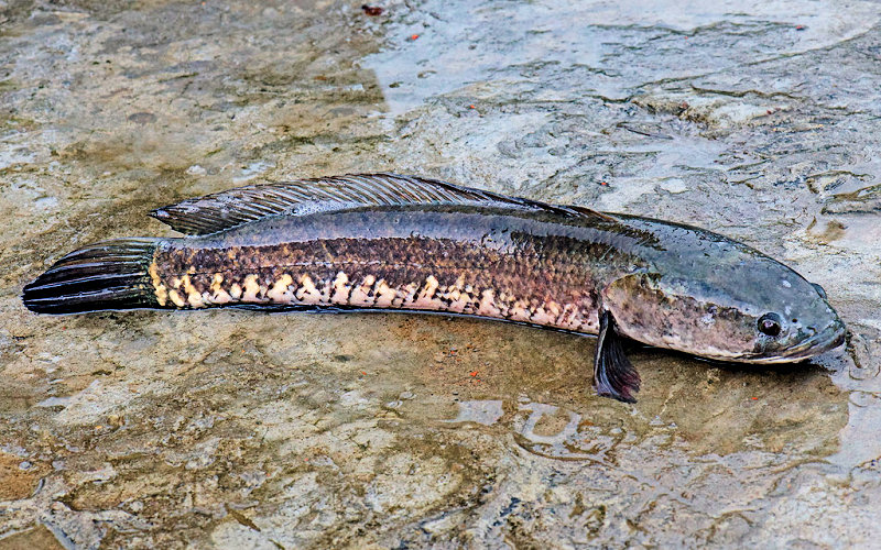 common snakehead
