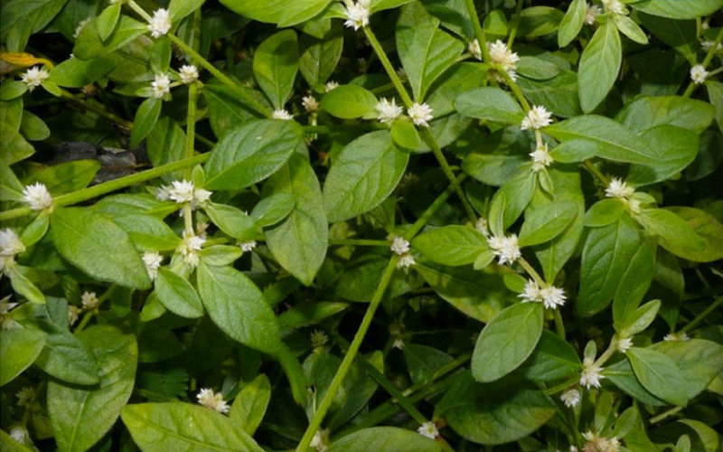 sessile joyweed